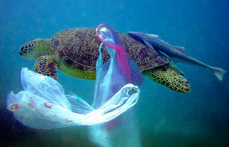 This plastic pollution has